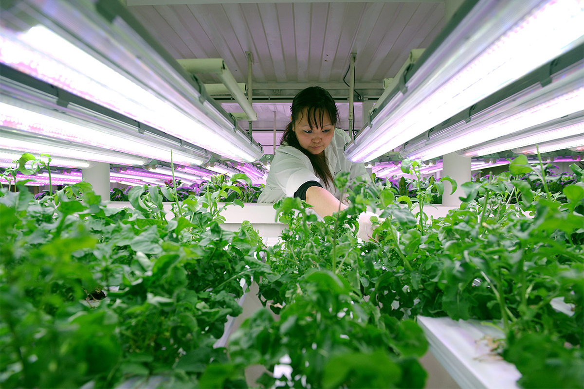 　さらに、実験的なハイドロカルチャーの温室があり、毎日約25キロ分を収穫できる新鮮なサラダ野菜が栽培され、地元住民に雇用機会を提供している。