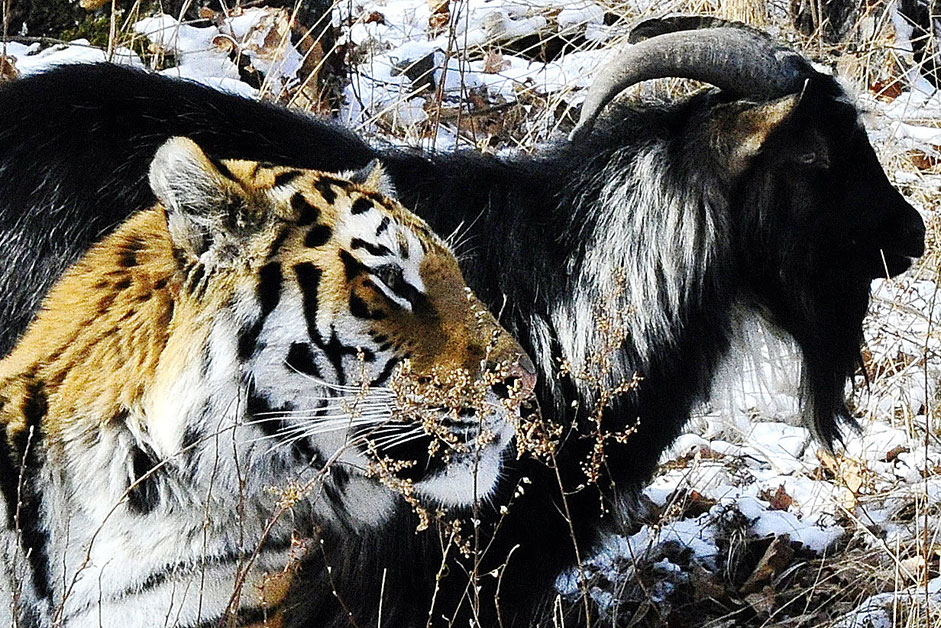 PRIMORYE TERRITORY, RUSSIA. NOVEMBER 27, 2015. Amur, a Siberian tiger, and Timur, a goat, in Safari Park in the village of Shkotovo. Tigers are fed with live animals twice a week. They use their instincts while hunting the prey. But instead of eating Timur, Amur befriends the goat.