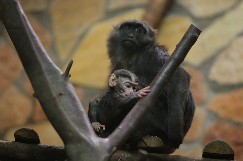 A baby of a rare species of the black macaque born in St. Petersburg Zoo.