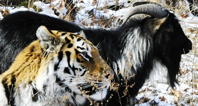 Amur, seekor harimau Siberia, dan Timur, seekor kambing, di Taman Safari di desa Shkotovo, wilayah Primorye, Rusia, 27 November 2015. Harimau-harimau di sana diberi makan berupa hewan hidup sebanyak dua kali dalam seminggu. Mereka menggunakan naluri mereka saat berburu mangsanya. Namun, bukannya memakan si kambing, Amur justru berteman dengan Timur.