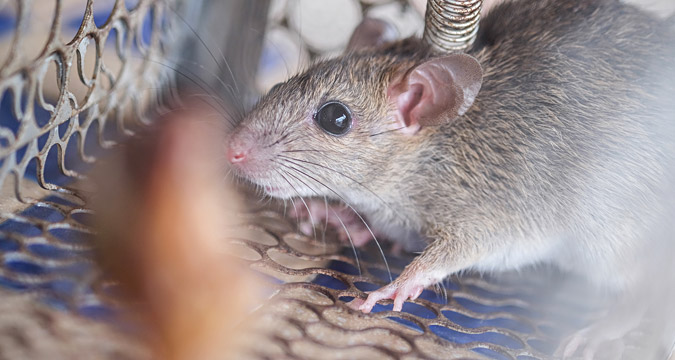 Les neurones sensoriels des rats disposent de milliers de protéines réceptrices renouvelables.