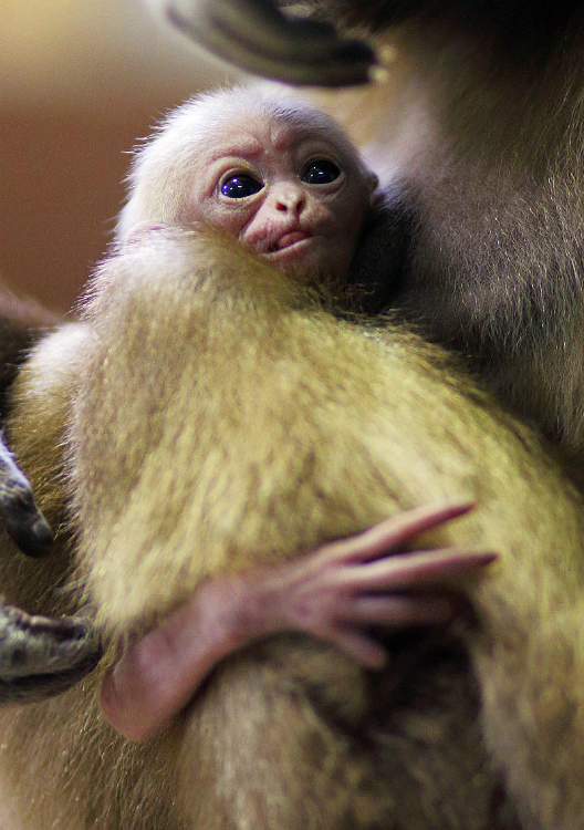 Gibbone dalle mani bianche, zoo di San Pietroburgo