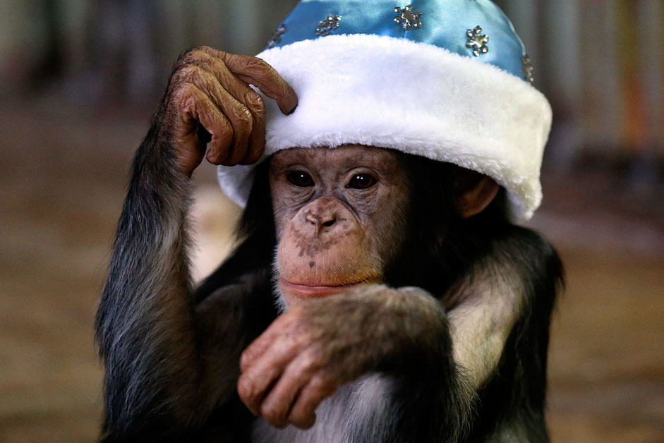 Шимпанзо по име Дороти во Зоолошката градина „Ростов“. Ростов на Дон, Русија.
