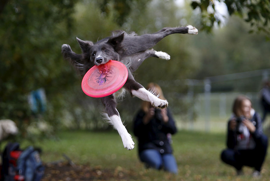 A dog catches a frisbee during a dog frisbee competition in Moscow,September 13, 2015. Dogs and their owners took part in a variety ofdistance and accuracy tests during the competition to check theirfrisbee skills.