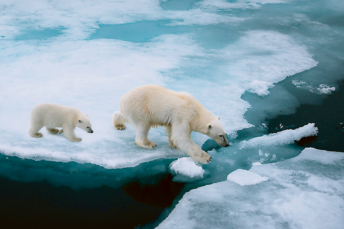 Поларни мечки на Арктикот.
