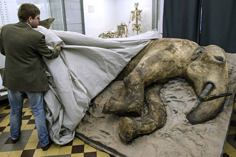 A stuffed young male mammoth found in August 2012 in the estuary of the Yenisei river in Taymyr Peninsula is presented in the Whale Room of the Zoological Museum in St. Petersburg. The carcass of the 15-year-old adolescent mammoth was found by Zhenya, a son of a Nenets caribou breeder, thus the extinct animal was called after the boy's name. 