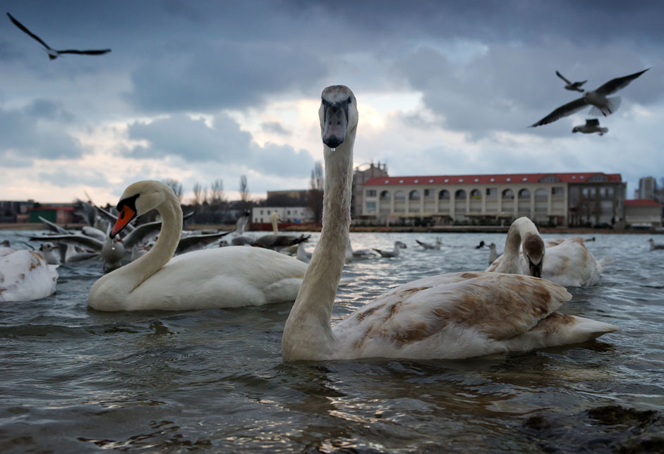 Swans in Omega bay in Sevastopol