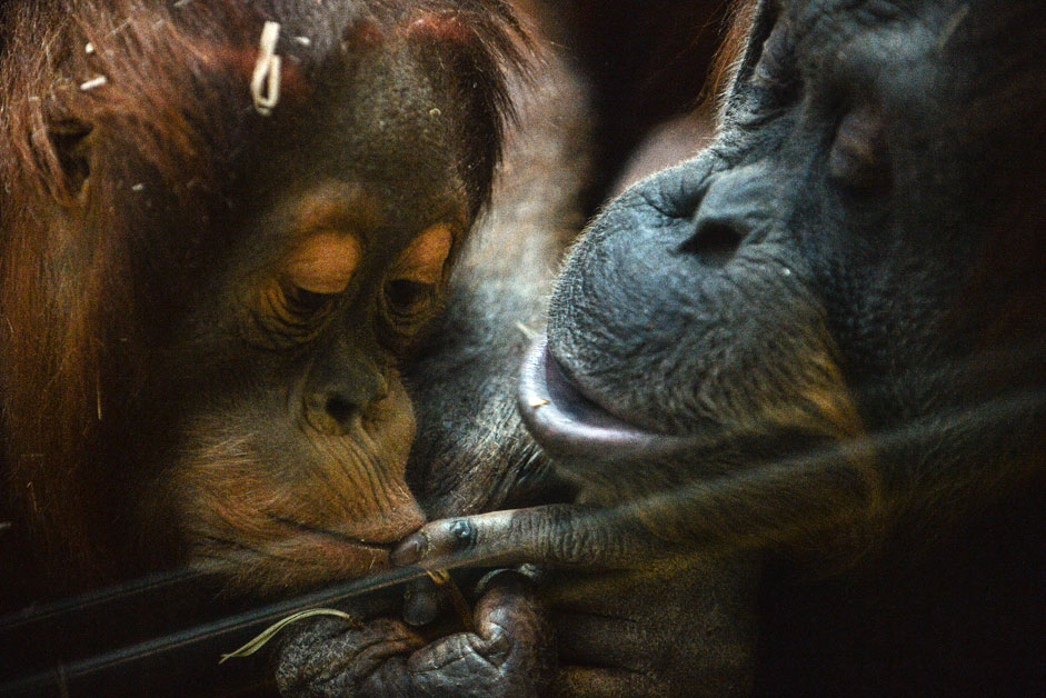 Monkey rock Sumatran orangutan in the Moscow zoo.