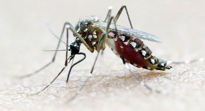 Nyamuk Aedes Aegypti hinggap di atas tangan manusia di sebuah laboratorium Pusat Pelatihan Internasional dan Pelatihan Riset Medis di Cali, Kolombia.