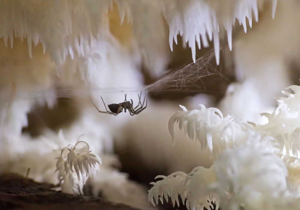 Macro-photography nomination. / A spider guards the entrance to a cave.