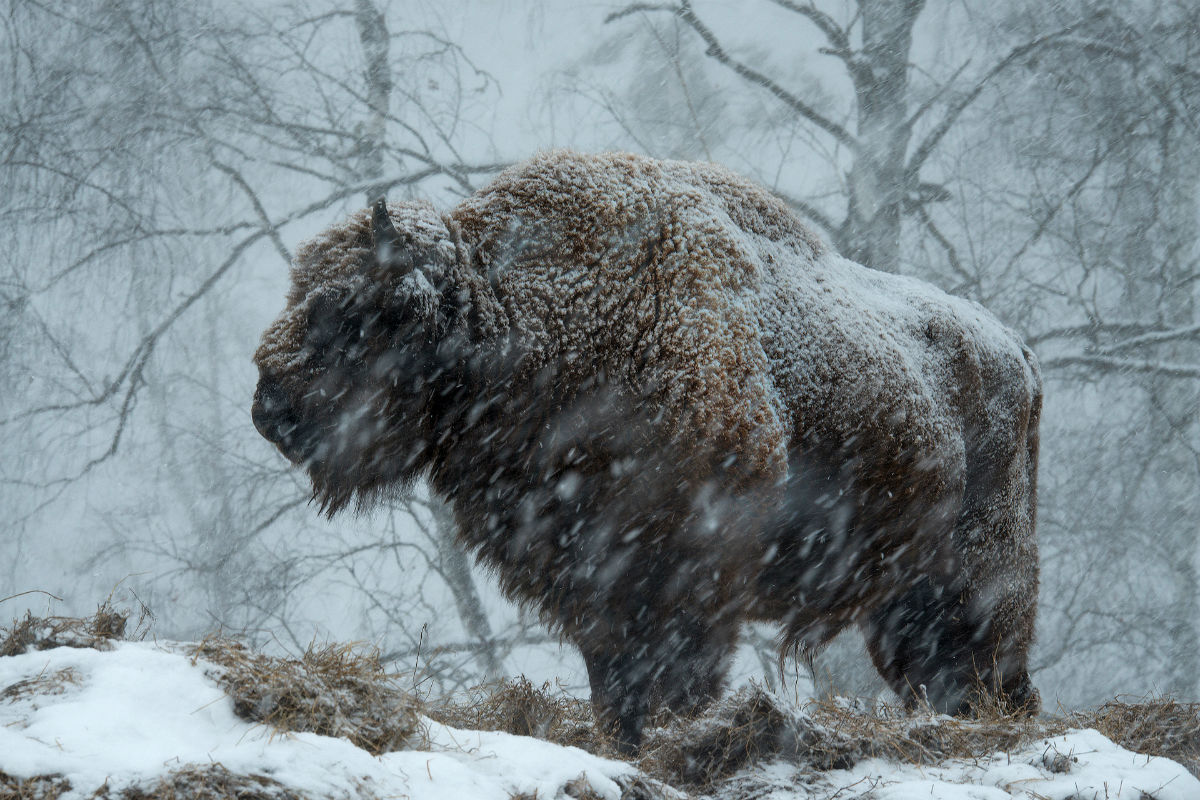 Mammals nomination. / Bison transplants to Siberia can now easily endure the winters in Altai, a southern, but mountainous region of Russia.