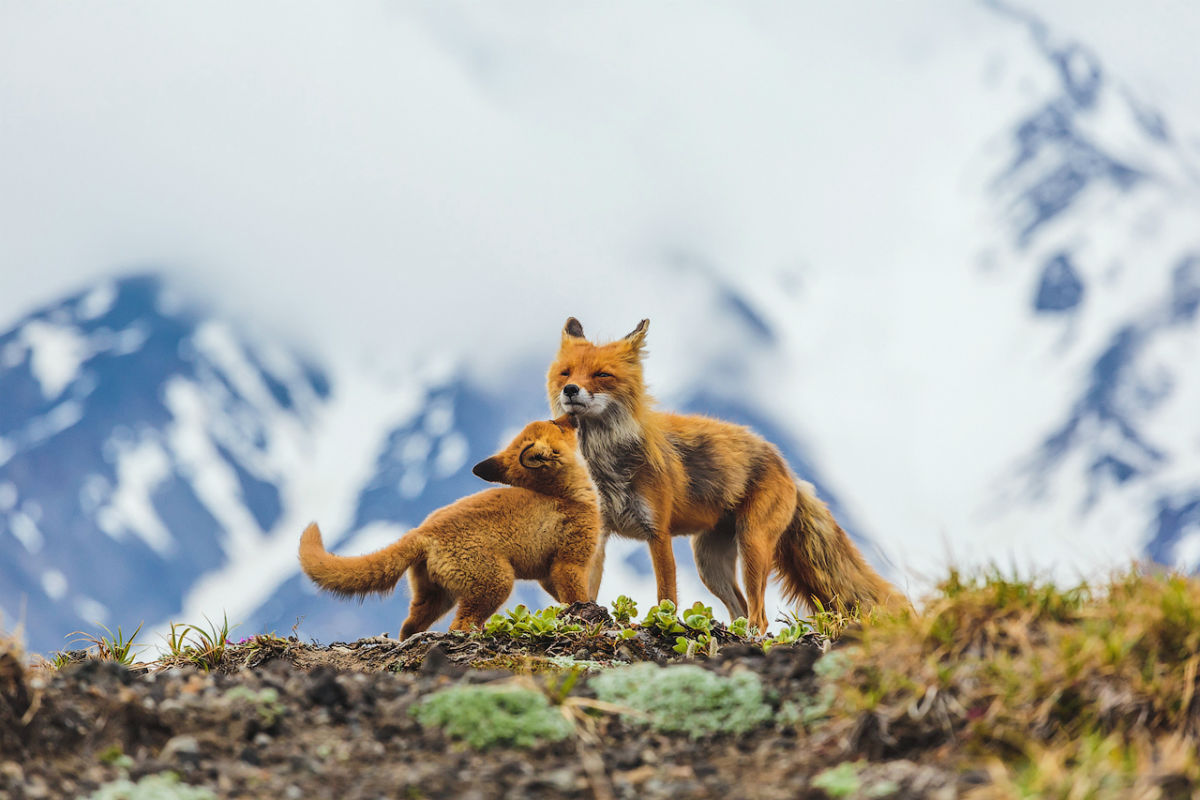 The Wild Nature of Russia photo competition has been held annually by “National Geographic Russia” with the participation of the Russian Geographical Society since 2011. The winners of the competition 2015 have been announced and we will show you the best of the best here. Here are 12 of the winning photos.Mothers and cubs nomination. / A mother fox plays with one of her 8 cubs.