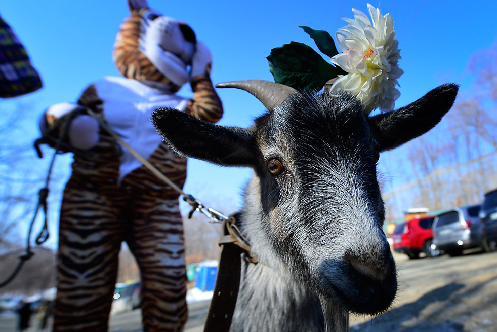PRIMORYE TERRITORY, RUSSIA. FEBRUARY 7, 2016. A female goat named Manka, a possible bride for Timur the goat, brought to the Primorye Safari Park from the town of Nakhodka. Timur will have to choose from three candidates sent to him from different Russian regions. Until the other brides arrive, female goat Manka will share an enclosure with wild boars. Timur the goat has become famous for his unlikely friendship with Amur the tiger. The Siberian tiger has befriended the goat given to him as a live prey in November 2015. 