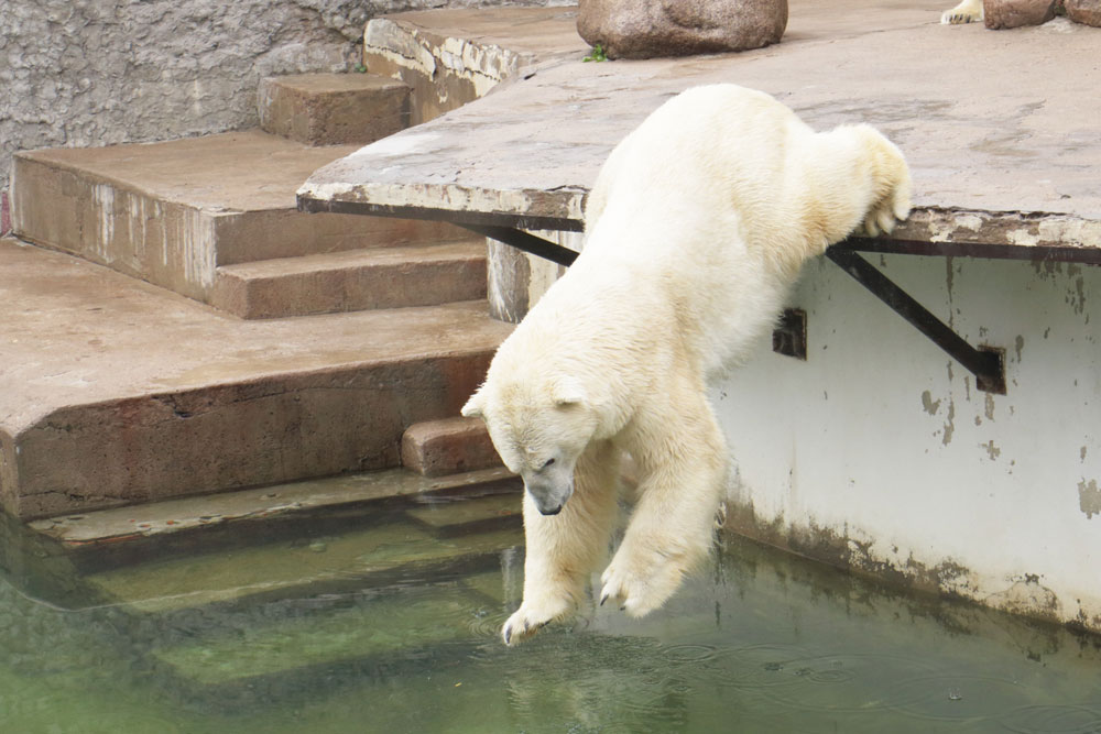 In the 1930s it was the first zoo where polar bears mated in captivity. 