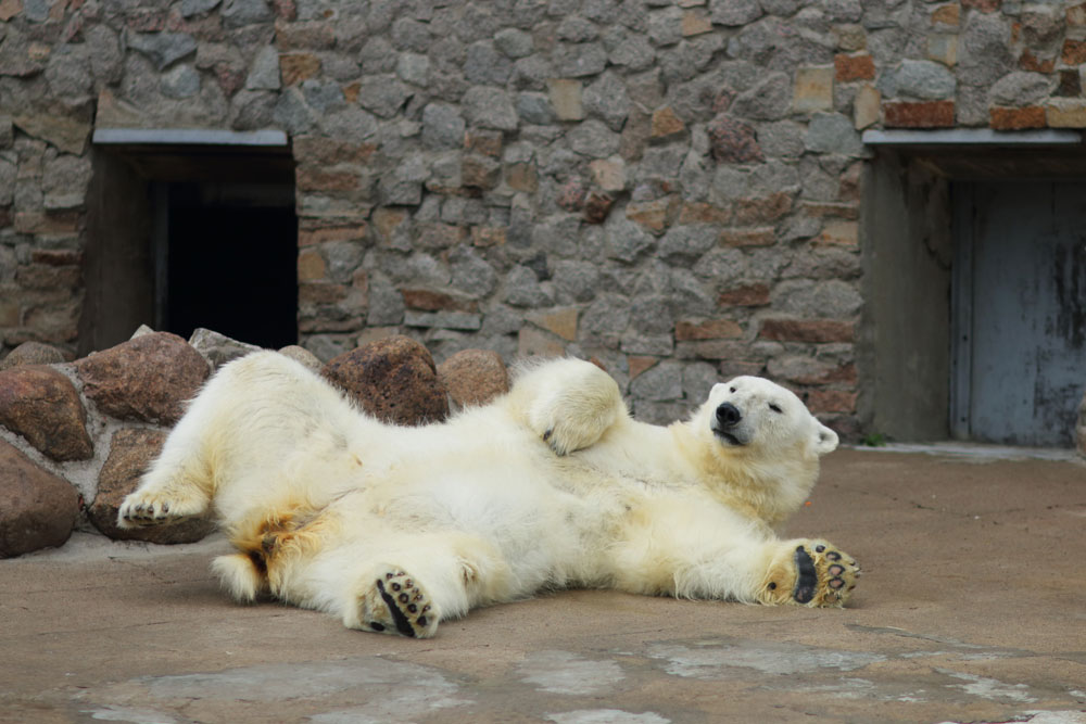 Beyond Timur And Amur Symbols Of Russian Zoos Russia Beyond