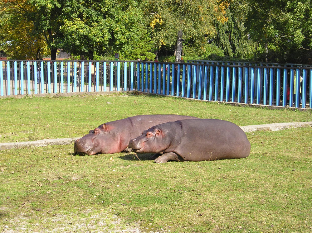 The zoo now is home to several hippos, which are officially the symbols of the zoological garden. 