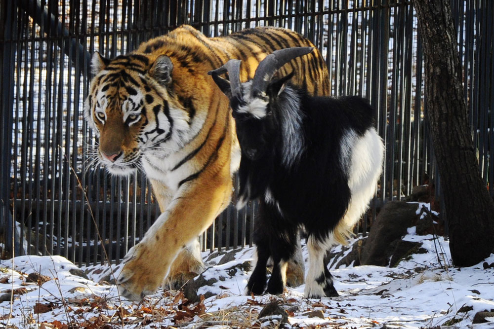 Приятелството между тигъра Амур и козела Тимур, които живеят заедно в сафари парк извън руския пристанищен град Владивосток, беше отразено от почти всички световни медии.
