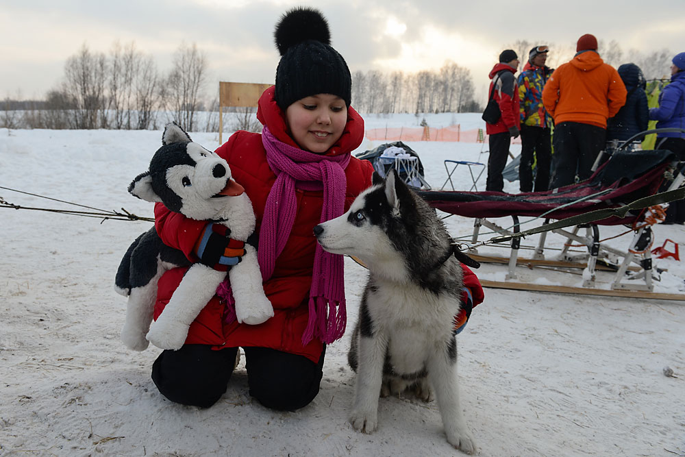 A girl plays with a dog during the "Husky Fest" Sled Dog Festival in the village of Stepniy, Novosibirsk region.