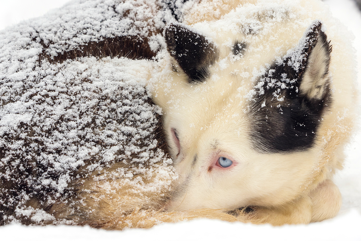 Solamente poche razze di cani hanno la resistenza per affrontare temperature così polari. Fra queste ci sono gli Husky, i Samoiedo e gli Alaskan Malamute