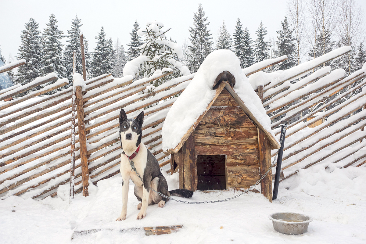 　どの犬種にも立派なスタミナがあり、快適温度はマイナス30度である。そのため、冬の最も寒い時期でも、屋外で生活できる。