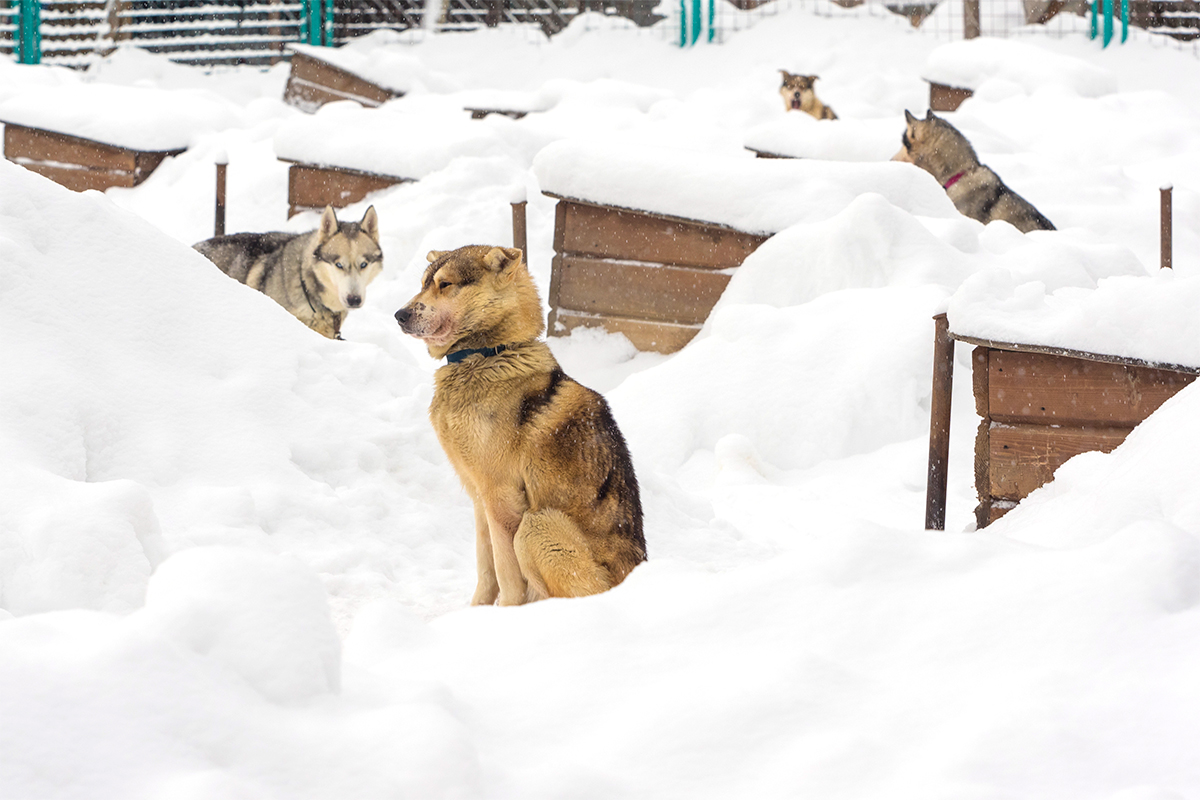 All breeds have great stamina and their comfort temperature is -30°C, so they can live outside even in the coldest months of winter.