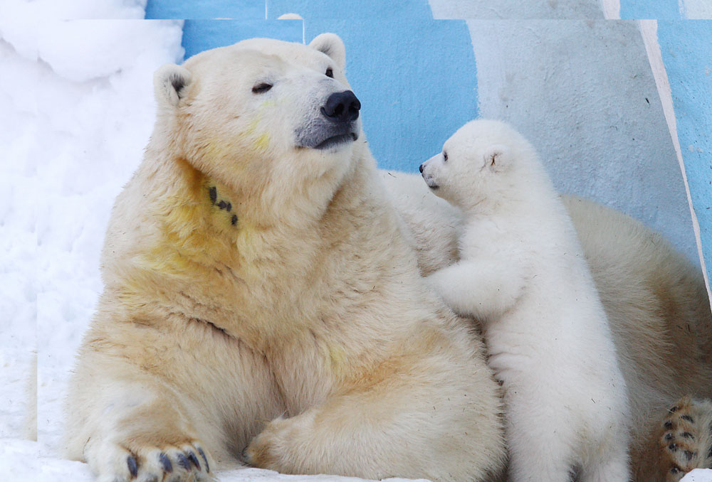 NOVOSIBIRSK, RUSSIA. FEBRUARY 27, 2016. A polar bear named Gerda and a polar bear cub in the Novosibirsk Zoo. 
