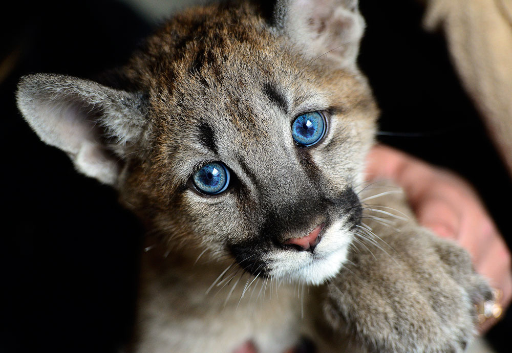 A three month old puma cub, Prince Foru, in the village of Borisovka, near the city of Ussuriysk. The animal travelled some 7600km by plane from the city of Krasnodar in south-west Russia to Moscow, and from Moscow to Vladivostok, on Russia's Pacific Coast
