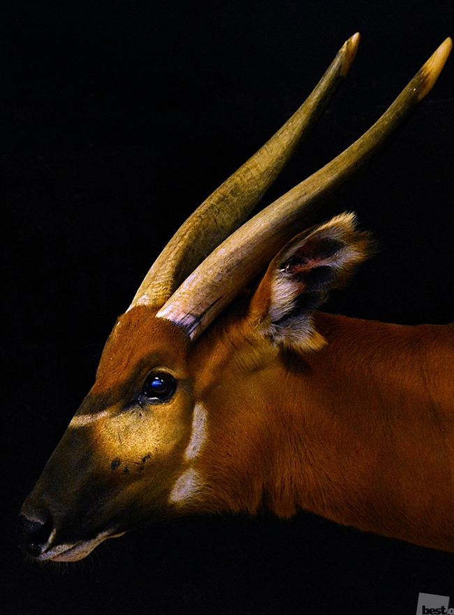 Un bongo, un'antilope che vive nelle foreste pluviali dell'Africa centrale, nello zoo di Mosca