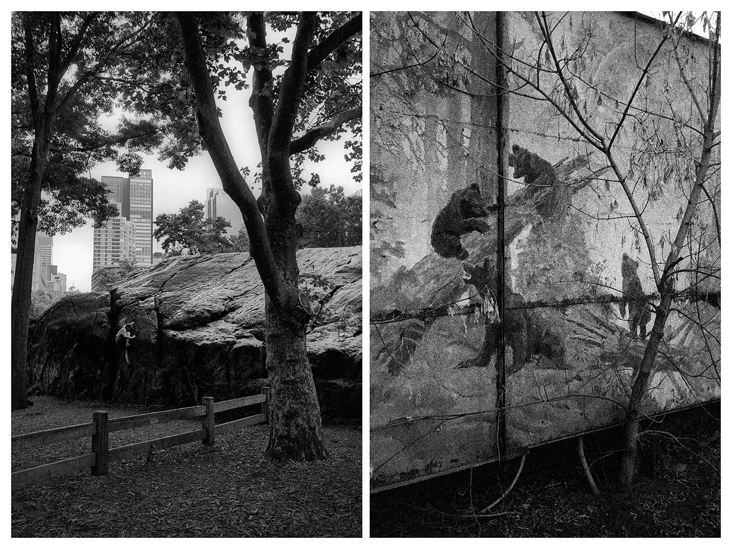 Ню Йорк – Мъж се катери по скала в „Сентръл парк“. / Москва – Репродукция на известната картина на Иван Шишкин „Сутрин в борова гора“.