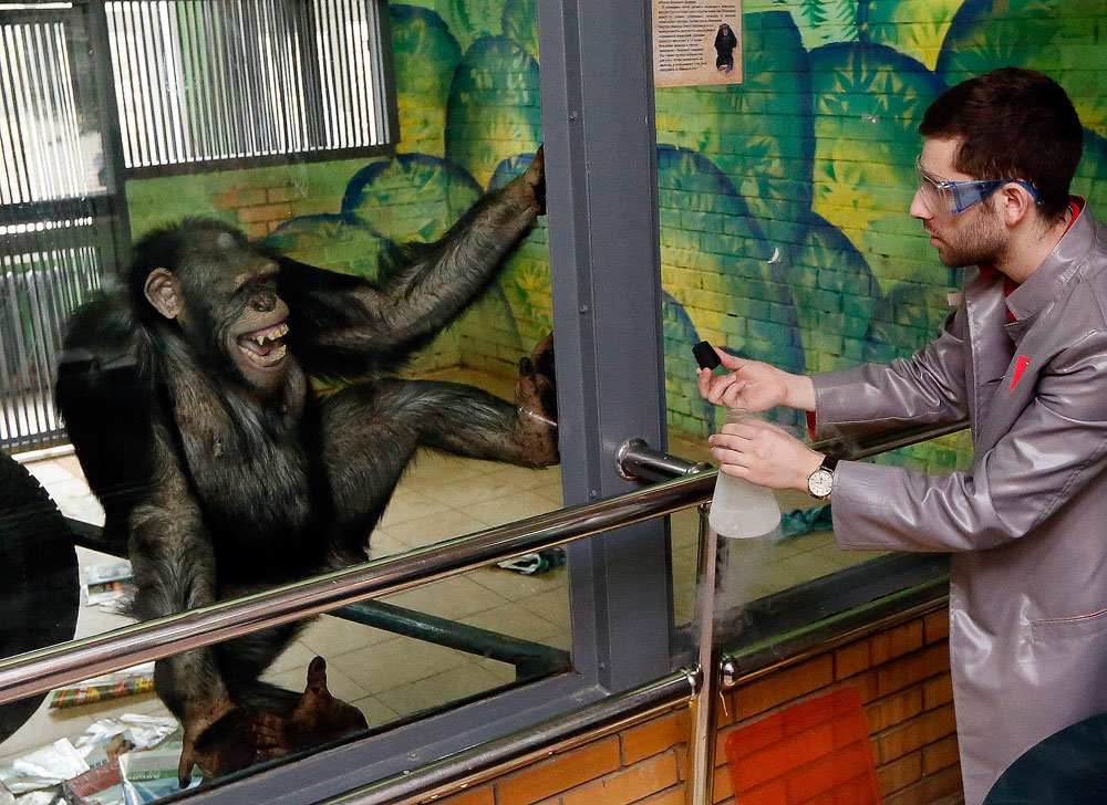 Работник в частния интерактивен музей на науката „Нютон парк“ показва опити с течен азот на 11-годишно шимпанзе Анфиса в Красноярския зоопарк по време на записа на хумористично телевизионно предаване в навечерието на Деня на хумора.