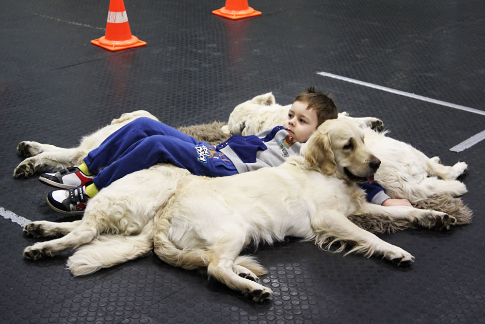 Parte da cão-terapia coloca a crianças deitada em um carpete rodeada por cães da raça golden retriever.