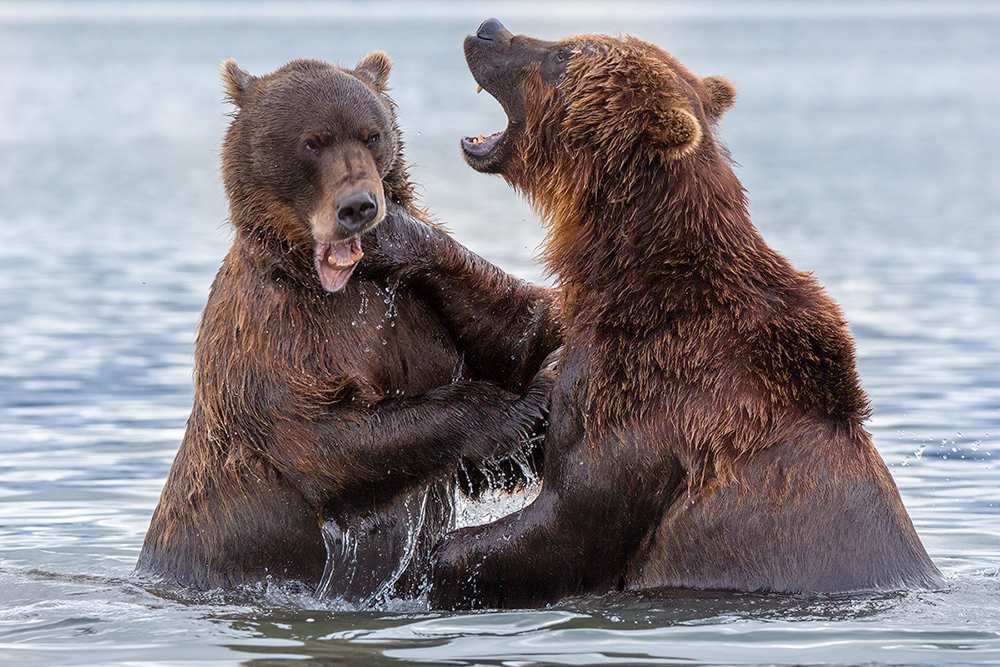 Kamčatka je prava "medvjeđa država" Ruske Federacije. Prema različitim procjenama, ovdje obitava između 15 000 i 30 000 medvjeda.