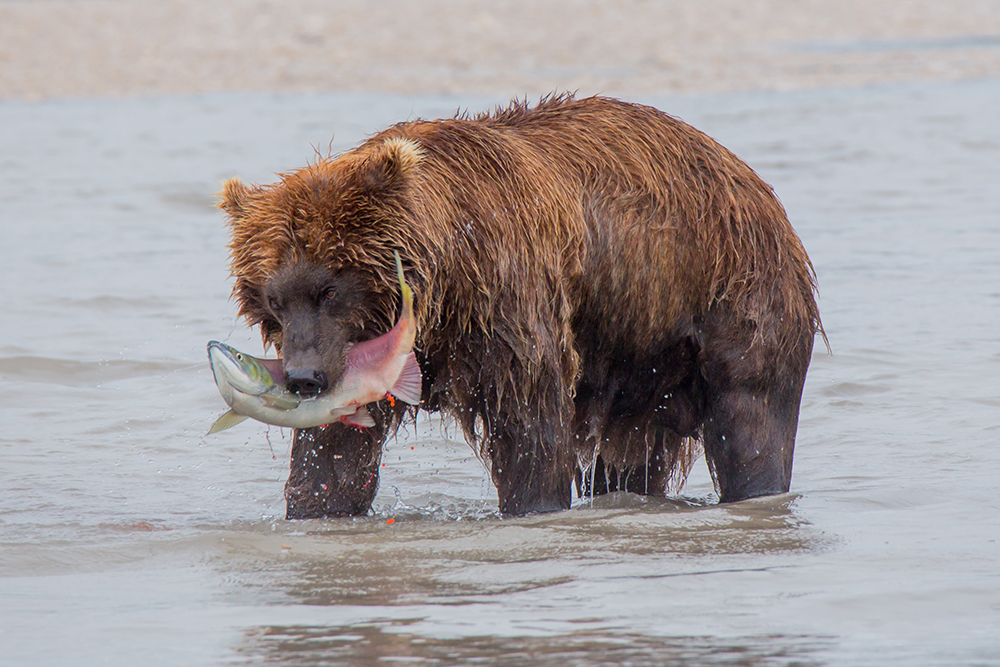 Толкова голяма концентрация на мечки не може да бъде открита не само в Русия, но и където и да е по света.