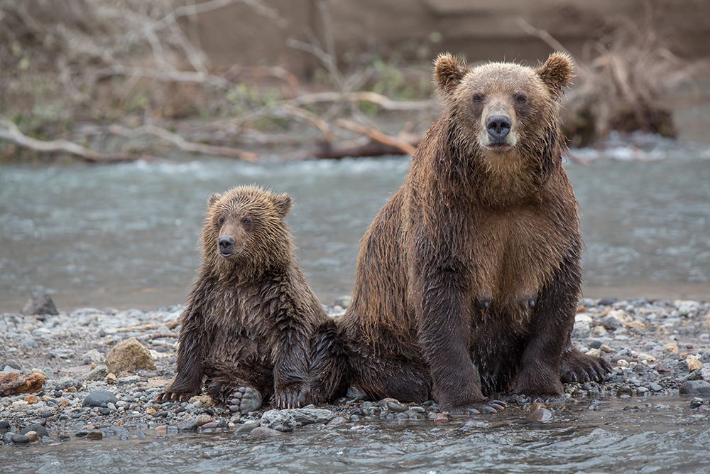To nije iznenađujuće, budući da je Kamčatka jedina regija na svijetu koja medvjedima pruža tri glavna stupa njihove prehrane: bobice, orahe cedra i losos.