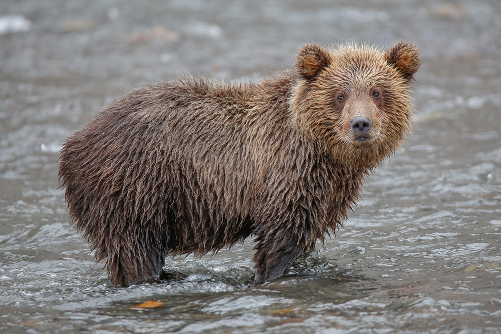Najsretniji su oni medvjedi koji žive oko Kurilskog jezera jer je ovo jedno od rijetkih mjesta gdje im je omogućen lak pristup velikim količinama hrane bogate proteinima.