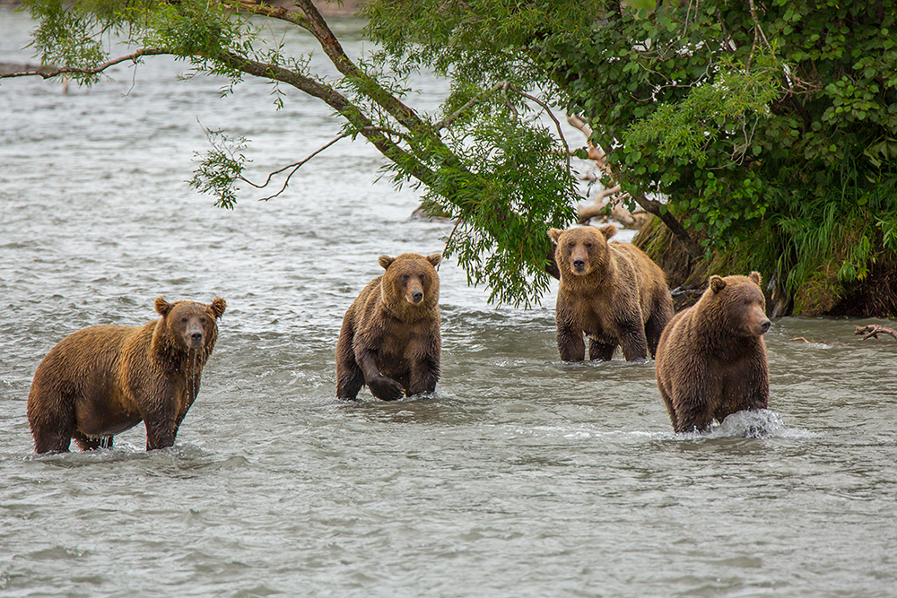 Zato smeđi medvjedi blaguju na jezeru od lipnja do zimske hibernacije.