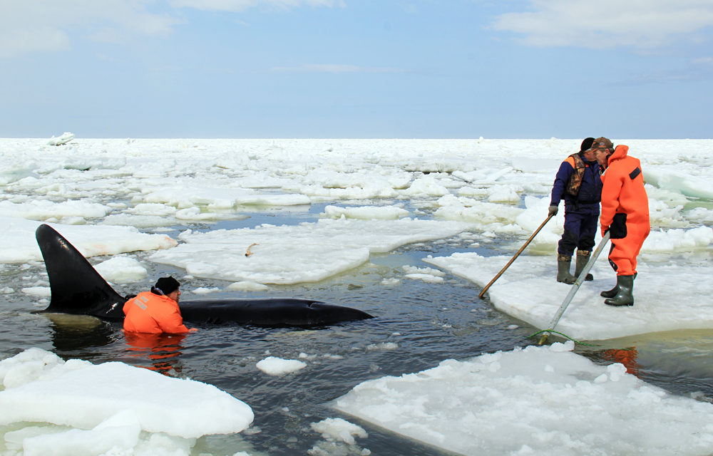 Saving killer whales trapped by ice floes in the Okhotsk Sea.  Сотрудники МЧС России проводят операцию по спасению четырех косаток, зажатых льдинами в Охотском море на востоке Сахалина.