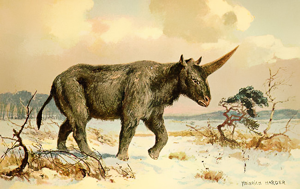 Aparência de animal extinto variava entre cavalo e rinoceronte 