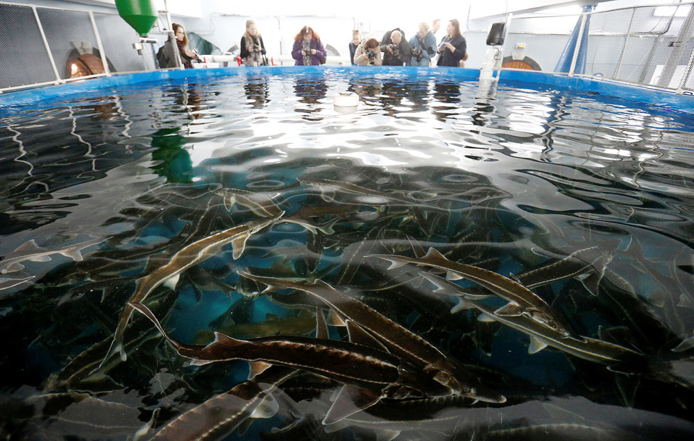 Journalists surround a basin with sturgeon at Morskoi Zamok (Sea Castle) fish processing plant in Moscow, Russia