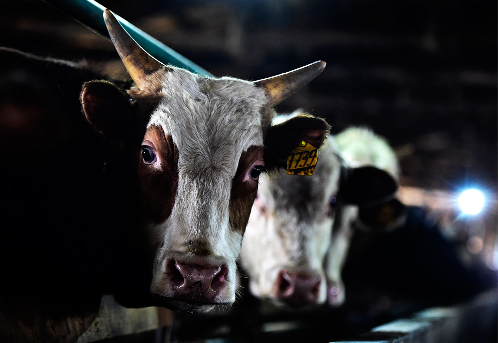 Kühe in einem Zuchtkomplex in der Region Primorje. „Burjonka“ ist die traditionelle Bezeichnung für die Kuh in Russland. 