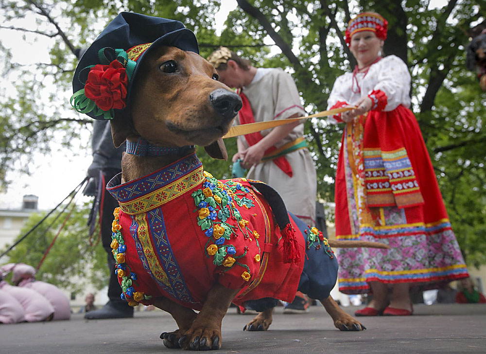 Куче, облечено в руски традиционен костюм, на парада на дакели в Санкт Петербург.