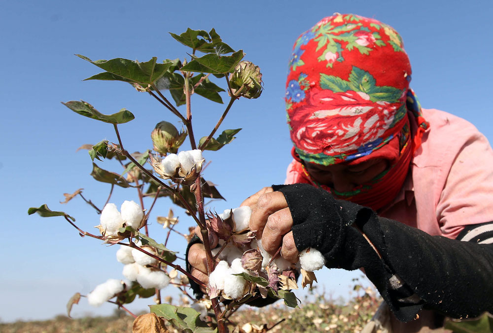 Governo do Uzbequistão, um dos países com maior proporção de escravos, obriga cidadãos a participar de colheita de algodão