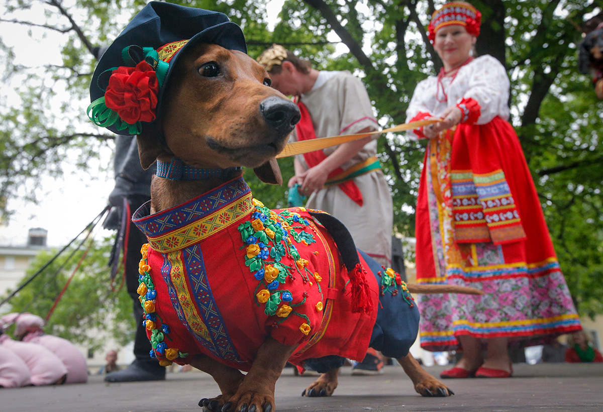 Non si tratta di una tradizionale mostra canina: ai partecipanti viene semplicemente chiesto di presentarsi con i propri amici a quattro zampe vestiti a tema 