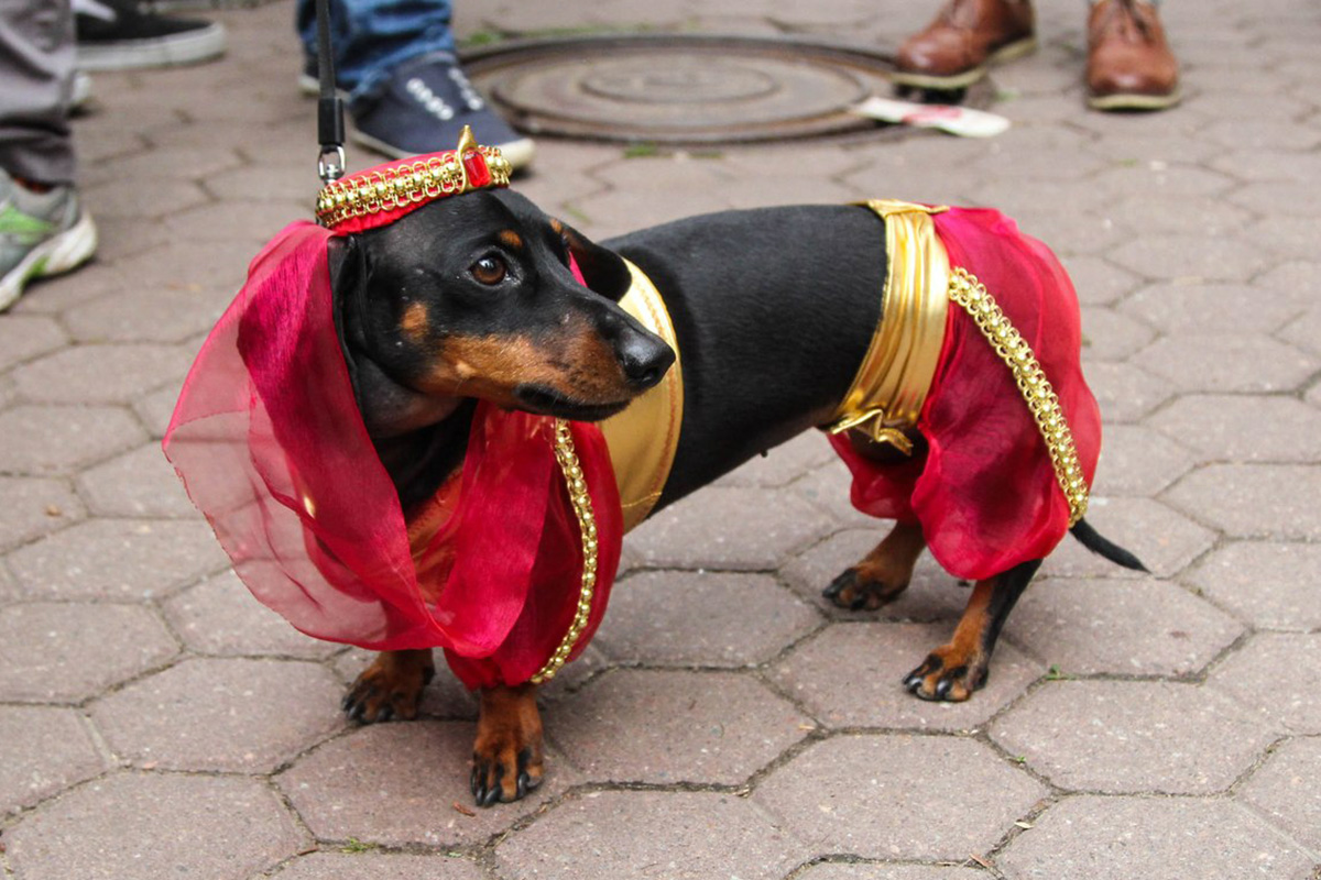 　このイベントは毎年5月末に開催されている。すでに5年、ダックスフンドの大勢の飼い主たちが、自慢のペットを素敵に着飾って、パレードに参加させている。