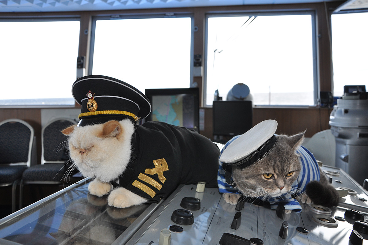 Dua kucing menggemaskan ini sering terlihat tertidur di kabin kapal. Mereka memiliki kostum masing-masing, tetapi Botsman tampaknya lebih suka bermain dengan topinya dibandingkan memakainya.
