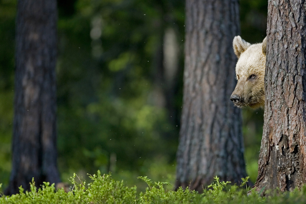 Em época de acasalamento, ursos costumam ficar mais agressivos e perigosos