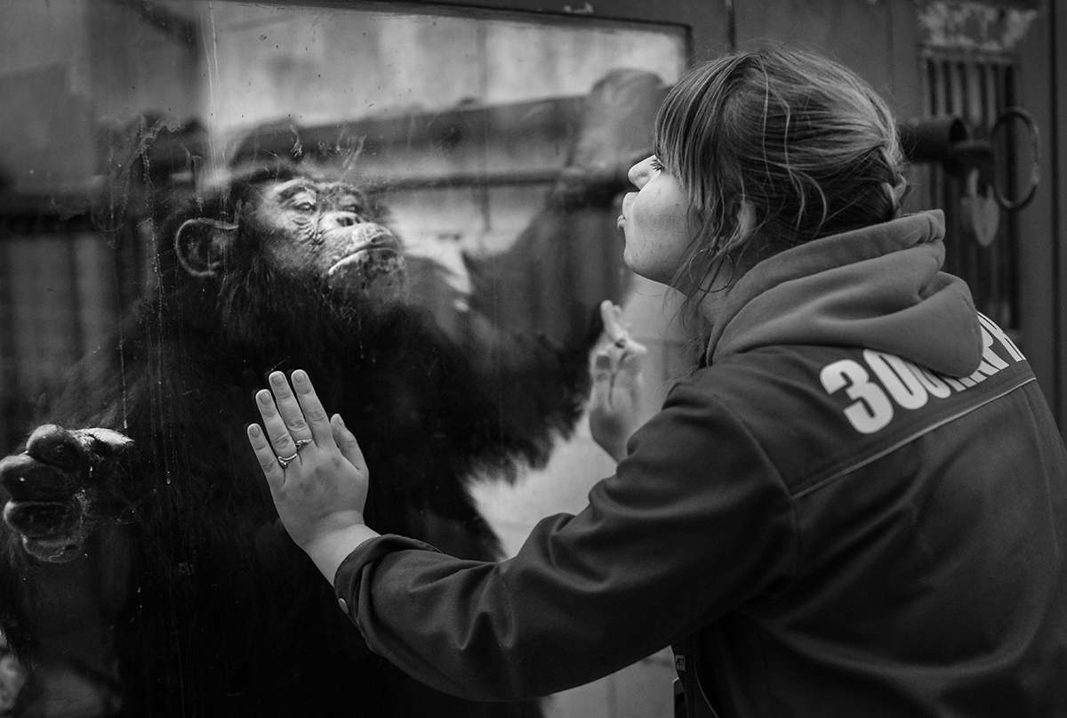 “Todas as manhãs Olga faz uma visita a seus filhotes adotados. Ela fala com eles, examina todos, dá vitaminas. Bonia é o chefe da família chimpanzé. Ele adora esses momentos, especialmente se o visitante for uma garota”, brinca Serguêi.