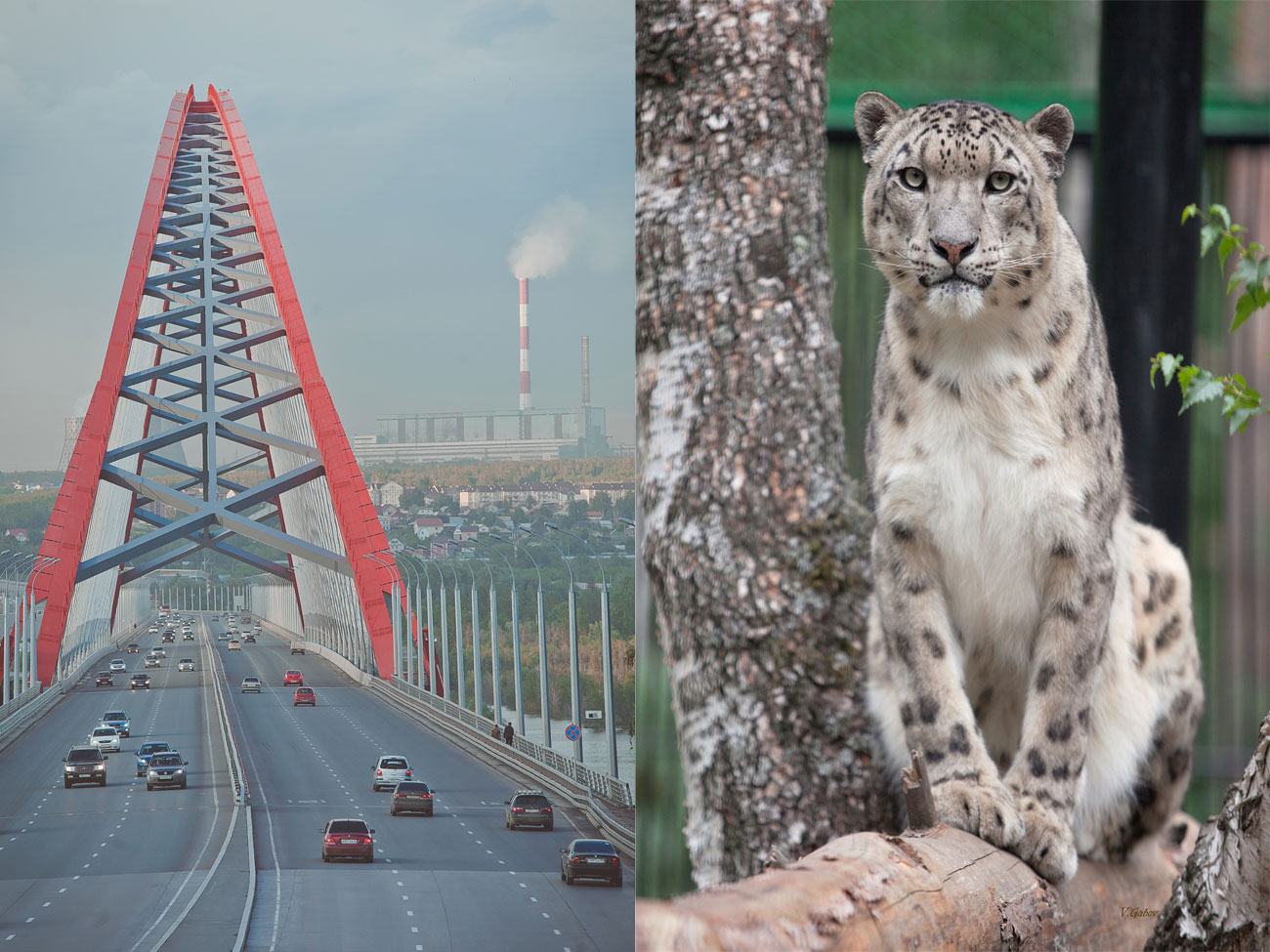 In diesem Monat will die Zentralbank eine engere Auswahl der Kandidaten treffen. // Nowosibirsk sticht durch die futuristische Bugrinsky-Brücke hervor. Und den berühmten Zoo, wo der seltene Schneeleopard zuhause ist.