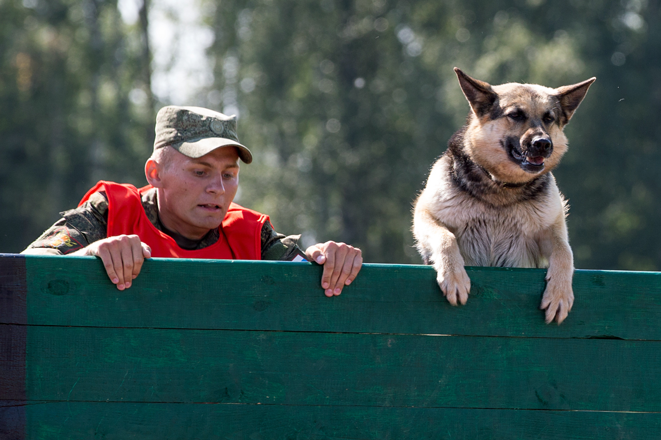 Un oficial y un perro en la carrera de obstáculos de 300 metros del campeonato True Friend para adiestradores de perros en el centro de cría de perros Krásnaya Zvezdá durante los Juegos del Ejército 2016, un evento internacional organizado por el Ministerio de Defensa de Rusia.