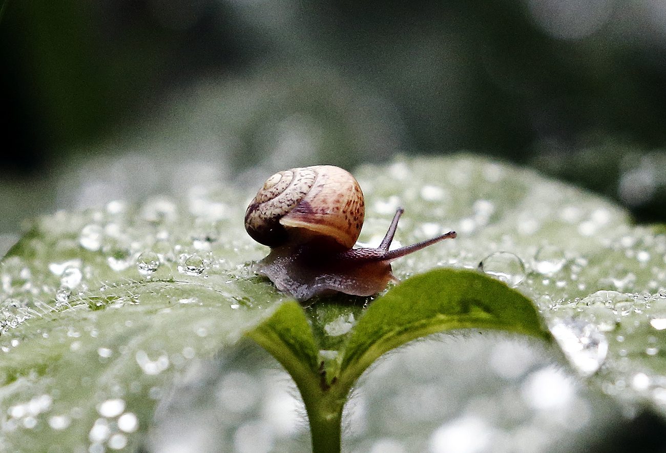 A snail sits amongst raindrops on a leaf at the Ostafyevo park during rainy day in Moscow, Russia